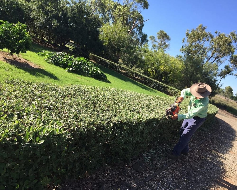 Worker trimming a large hedge with a power trimmer on a commercial property