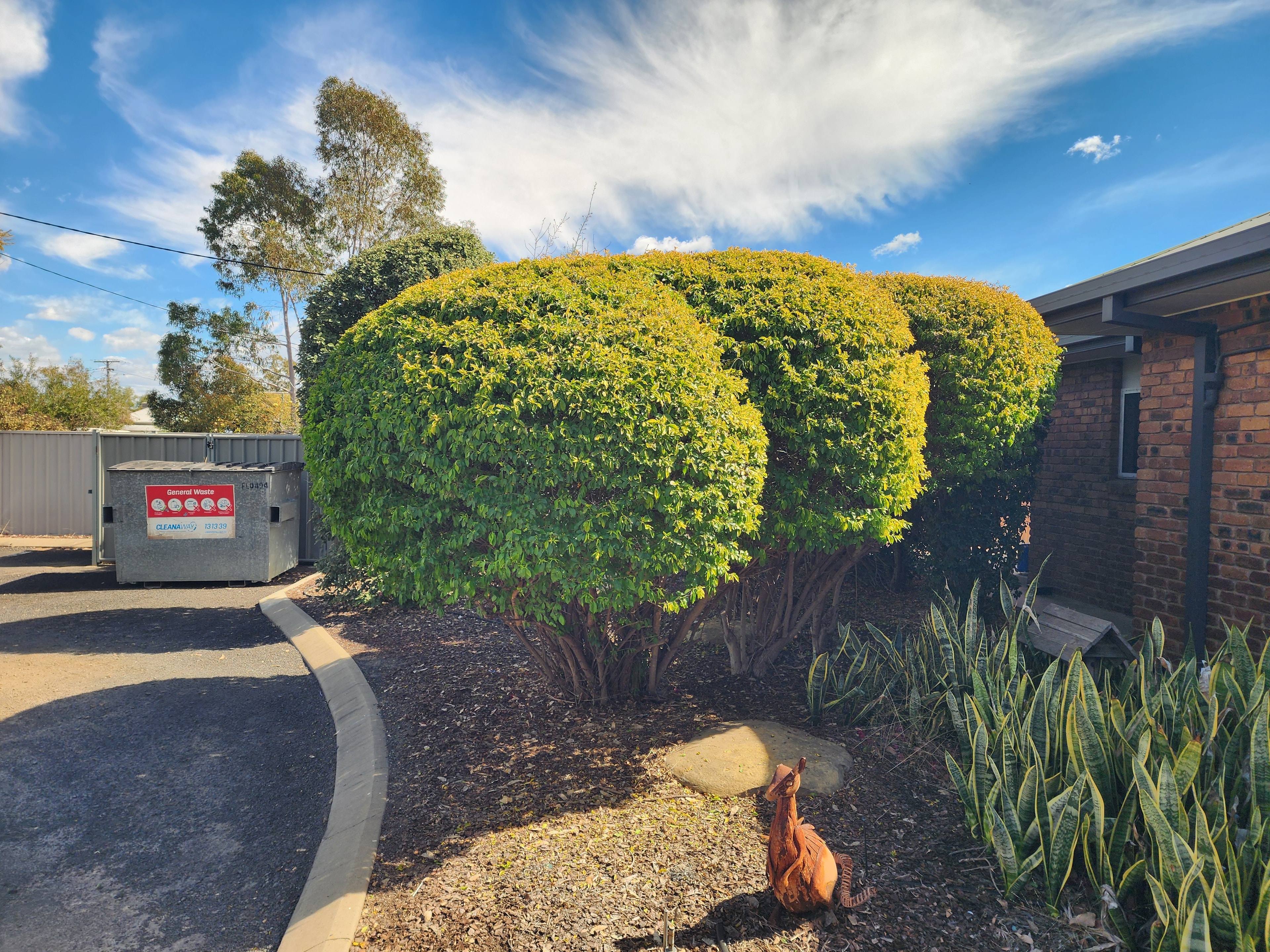 Topiary & Hedge Shaping