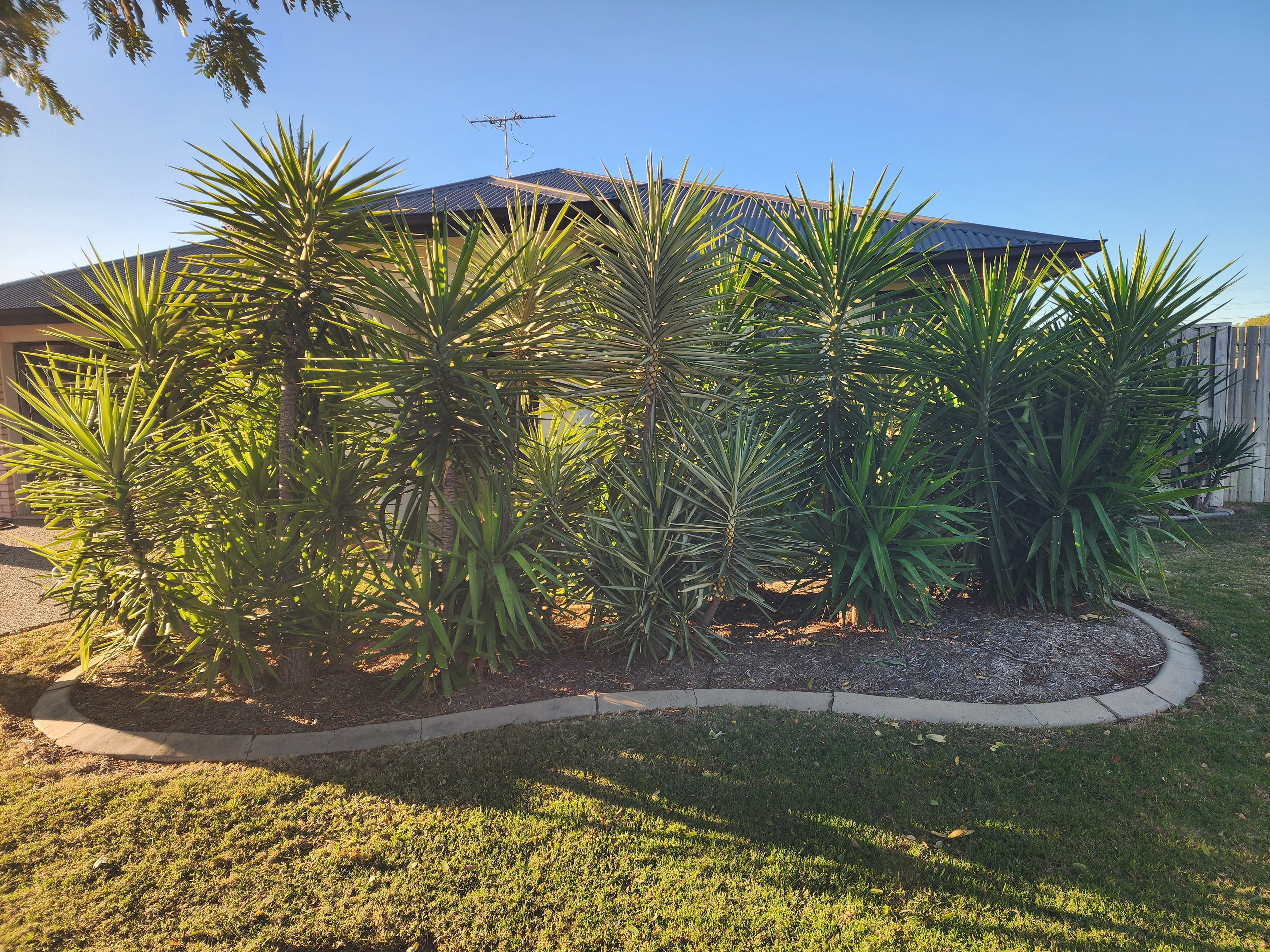 Palm tree landscaping before