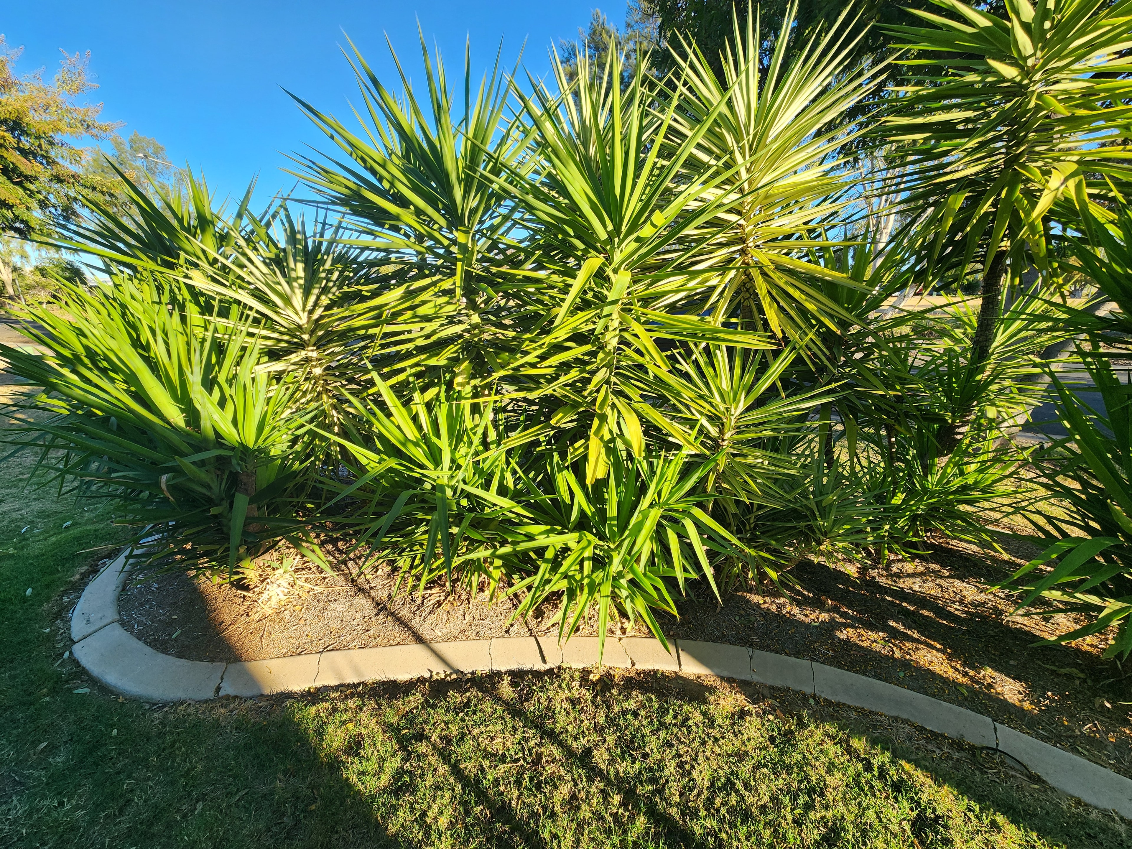 Palm tree landscaping before