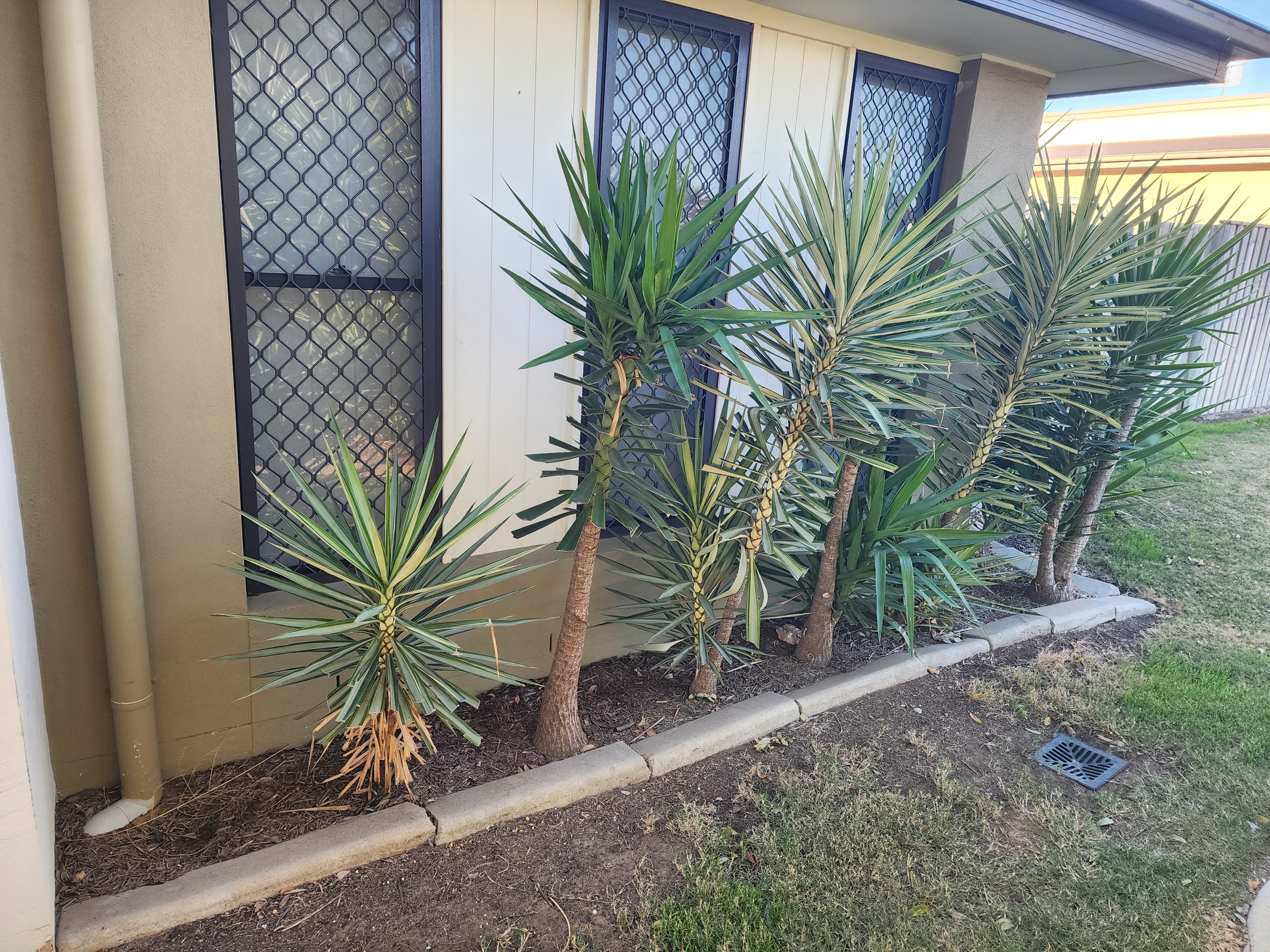 Palm tree landscaping after